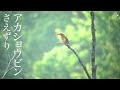 ruddy kingfisher birds singing wild bird song sounds archive