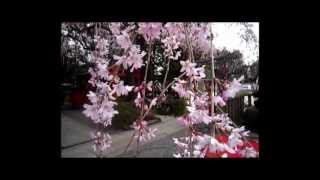 京都 水火天満宮　紅枝垂桜2012