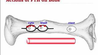 PTH and its effects