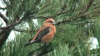 Grote kruisbek Strabrechtse Heide 20131122 Natuurkanaal