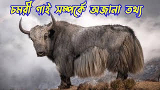 চমরী গাই সম্পর্কে অজানা তথ্য | Unknown Facts About Yak