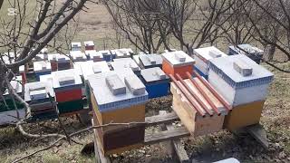 Pčelarstvo-Beekeeping 31.01.25.Kontrola i pregled pčela.