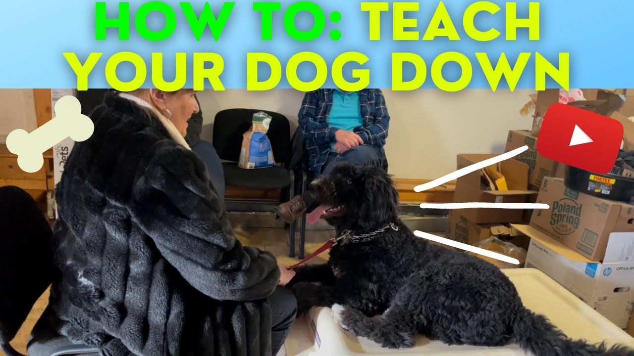 HOW TO: TEACH YOUR DOG "DOWN"! - YouTube