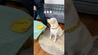 狗子有人撑腰，是多么的嚣张！How arrogant is the dog to have someone to support him! #萌寵#寵物#搞笑#拉布拉多 #doglover