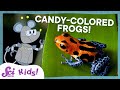 Why Are These Frogs So Colorful? | SciShow Kids