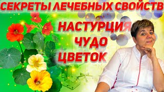 💊 наСТурция. Чудо цветок . СекреТы леЧебных сВойств.