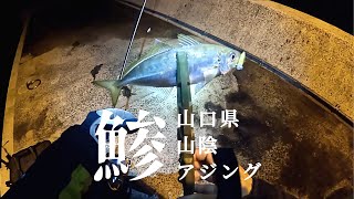 山口県山陰の春アジング！常夜灯周りに入れなくても釣れる!?ジグ単で攻めるナイトゲーム。