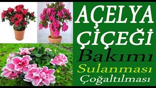 Care of azalea flower, Azalea flower care, watering and soil exchange