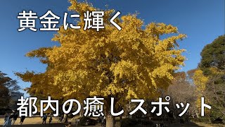 【Vlog】港区外苑と千代田区北の丸公園の紅葉を愉しむ