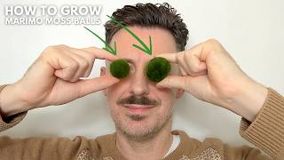 Growing guide for the Marimo Moss Ball - Care Guide + Tips and Tricks