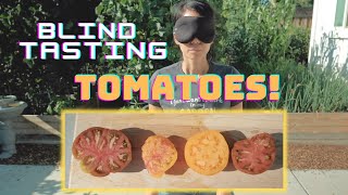 Tomato Taste Test! || Berkeley Tie-Dye, Pineapple, Big Rainbow Tomato Varieties!