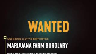 WANTED: Marijuana Farm Burglary Suspects