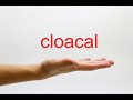 How to Pronounce cloacal - American English