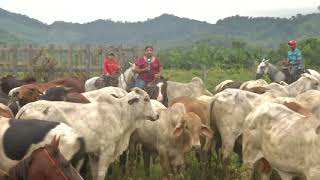 ODISEA DE LOS GANADEROS EN PANAMÁ