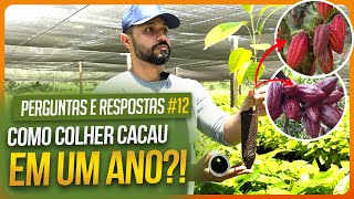 Quando plantar CACAU? Cacau híbrido? Como produzir CACAU em UM ANO? | FAQ 12