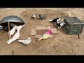 3 ideas for pigeon trap birds trap how to make pigeon trap @qbtraps