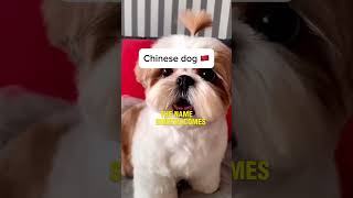 Amazing Chinese dog 🇨🇳 #shorts #viralvideo #viralshort #video #youtube #cool #china #amazing #dog