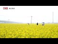 【文化旅游】3000亩油菜花烂漫绽放，入目是金灿灿的花海！来源@cctv纪录 浙江 景色 治愈