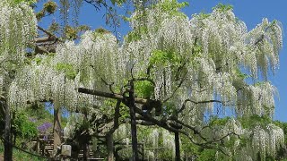 横須賀しょうぶ園