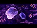 4k fish tank marine life aquarium tv screensaver to fall asleep study or relax