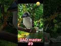 blogas meistras 9 fasadas😂bad master🤣ГОРЕ мастер shorts short statybos humor