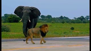 Lion and Elephant | Who is the King ? | Ndhzenga Male | 22 January 2025