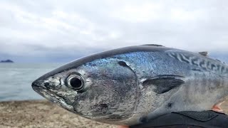 人気波止でカゴ釣りしたらブルブル震えたあの魚が釣れたｗ