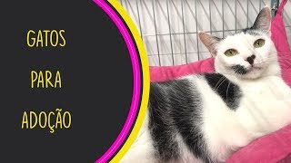 GATOS PARA ADOÇÃO #07 - BIGODINHOS CARENTES