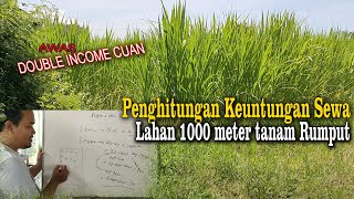 Calculation of Land Lease Profit of 1000 meters of Planting Pakchong and Gamaumami Grass