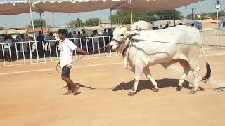 ఐయిజా న్యూ క్యాటగిరి విభాగంలో కోర్టులోకి వస్తున్నటువంటి జమ్మిచేడు వెంకటేష్ గారి జత