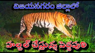 కొత్తవలస మండలం , దిగువఎర్రవానిపాలెంలో పెద్దపులి అలజడి| vizianagaram tiger ||Kottavalasa |ce news