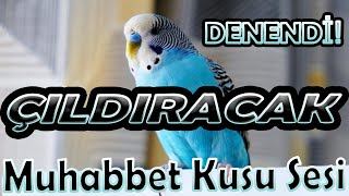 Muhabbet Kuşu Sesi! - DİNLET ÖTSÜN - @JollyBirds-BirdSounds Farkı ile Kuşunuz ÇILDIRACAK!