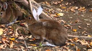 MI0187 トウホクノウサギ