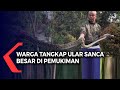 Warga Tangkap Ular Sanca Besar Di Pemukiman