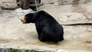 🐻天王寺動物園のマレーグマのマーサさんが💩ウンコした💕😅