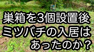 ミツバチの入居は？(日本ミツバチ養蜂チャレンジ）