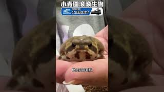 太可愛的圓滾滾青蛙！饅頭蛙怎麼養？🐸 Feed Common Rain Frogs