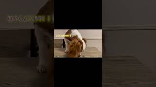 はじめて納豆を食べた犬の顔が爆笑【natto】/Cavalier King Charles Spaniel