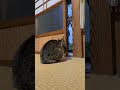 明るい時間のニャルソック🐈