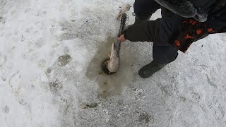 РЫБАЛКА ХАПУГАМИ ЗАГОНОМ .ХАПУГИ ОПЯТЬ НЕ ПОДВЕЛИ... ЛОВИМ ЩУКУ ХАПУГОЙ...