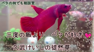 飼育の悩み一緒に解決しましょ♬【2022年3月4日】ベタの何でも相談室