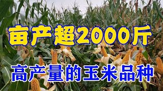 5个亩产超2000斤的玉米新品种，适应性好，耐高温，今年你种吗