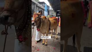 भगवान शिव के इस मंदिर को दक्षिण का कैलाश भी कहते हैं#short#shiv mandir#kalahasti shiv mandir