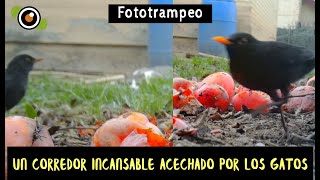 UN CORREDOR INCANSABLE acechado por los GATOS. Aves (pájaros) que acuden al jardín. Aves cantoras