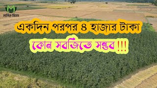 একদিন পরপর ৪ হাজার টাকা কোন সবজি চাষে সম্ভব!!!