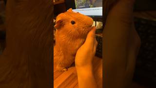 可愛的小肥2 #shorts #天竺鼠 #guineapig