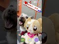 《美妙寵物 光之美少女》小麥出任務🐶 天竺鼠姐姐 帶著最萌狗狗 小麥 逛寵物展啦🎀