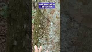 INILAH HASIL PEMUPUKAN POHON KARET || GETAH KARET MELIMPAH#shorts