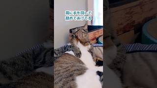 妹猫にマウントとられるも大人しく我慢する姉猫【#shorts】