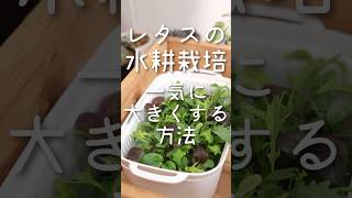 [水耕栽培]冬のレタス水耕栽培🌿‬一気に大きくする裏技[室内栽培]  #水耕栽培 #plants #家庭菜園